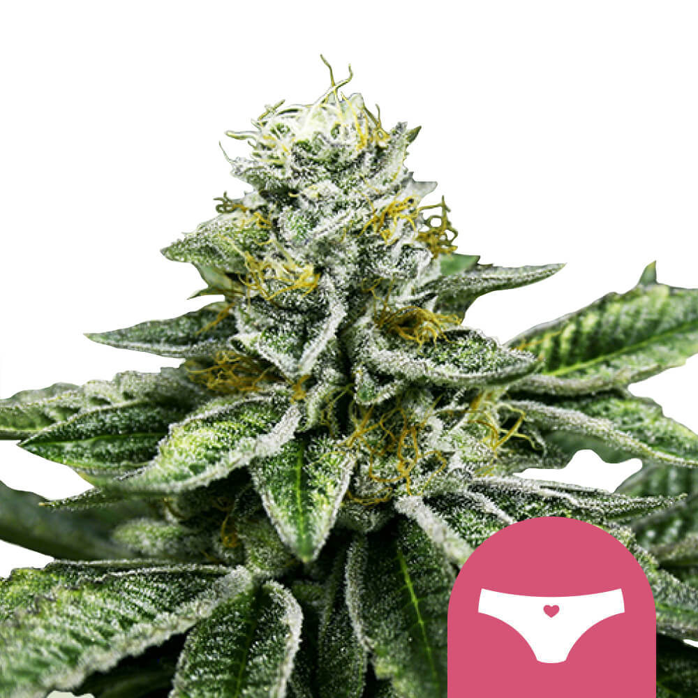 Royal Queen Seeds Samen Sherbet Queen feminisiert (3 Samen)