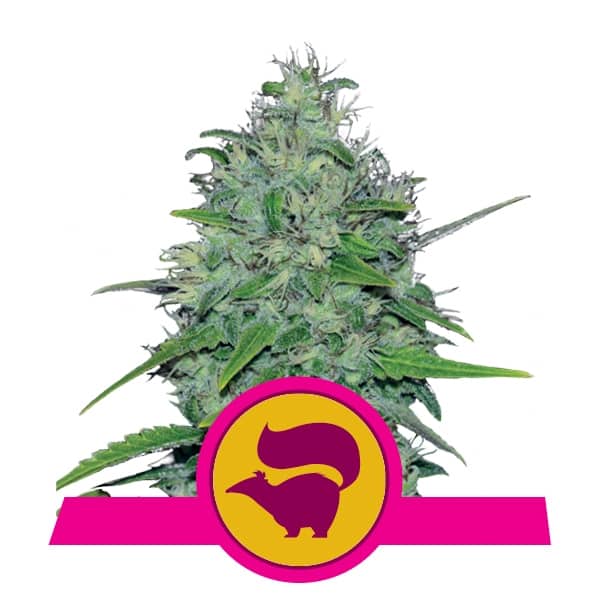 Royal Queen Seeds Samen Skunk XL feminisiert (3 Samen)