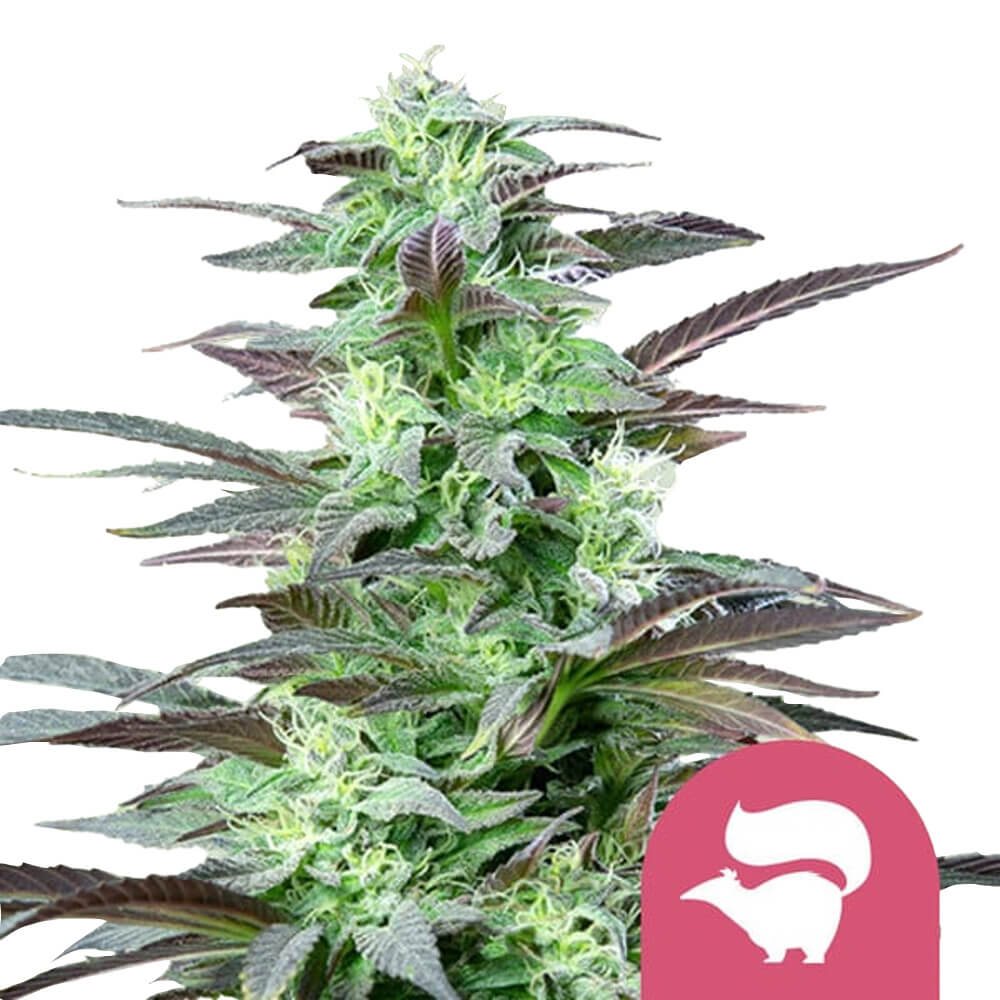 Royal Queen Seeds Samen Skunk XL feminisiert (5 Samen)