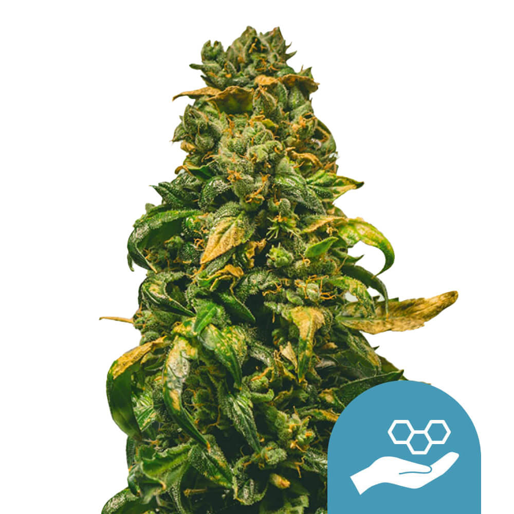 Royal Queen Seeds Samen CBD Solomatic Auto (3 Samen)