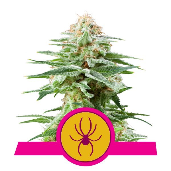Royal Queen Seeds Samen White Widow feminisiert (3 Samen)