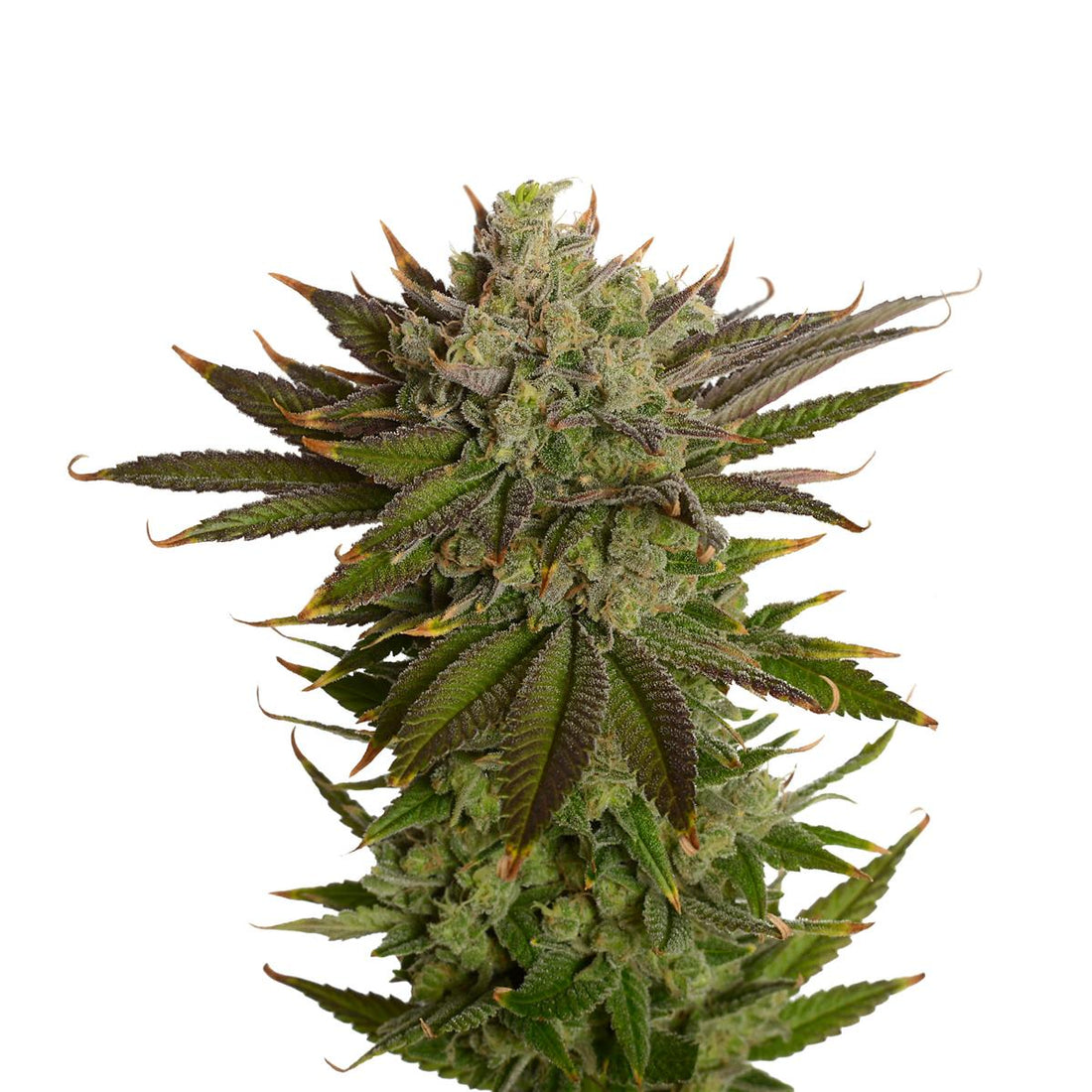 Amsterdam Genetics - AK 020 Feminized (5 seeds pack)