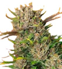 Hempodia Critical Impact - 3 Seeds