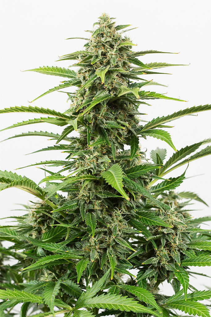 Hempodia Critical+ Autoflowering - 3 Seeds