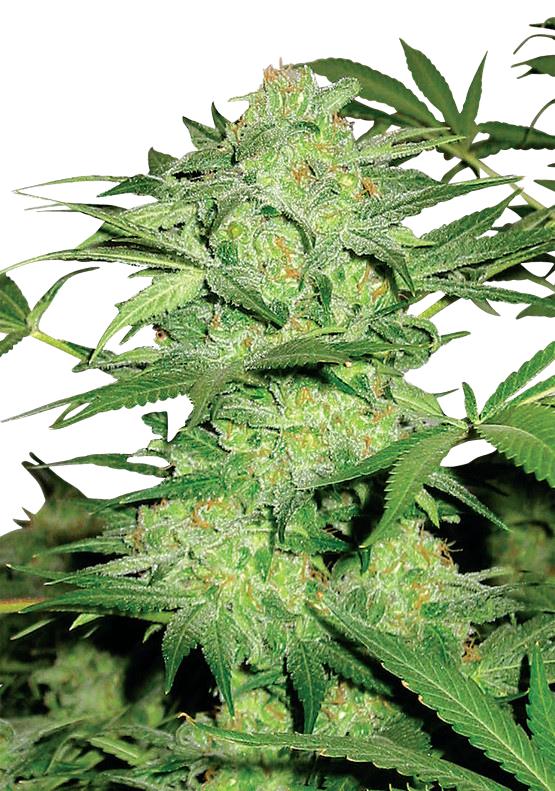 Hempodia Northern Lights Autoflowering - 3 Seeds
