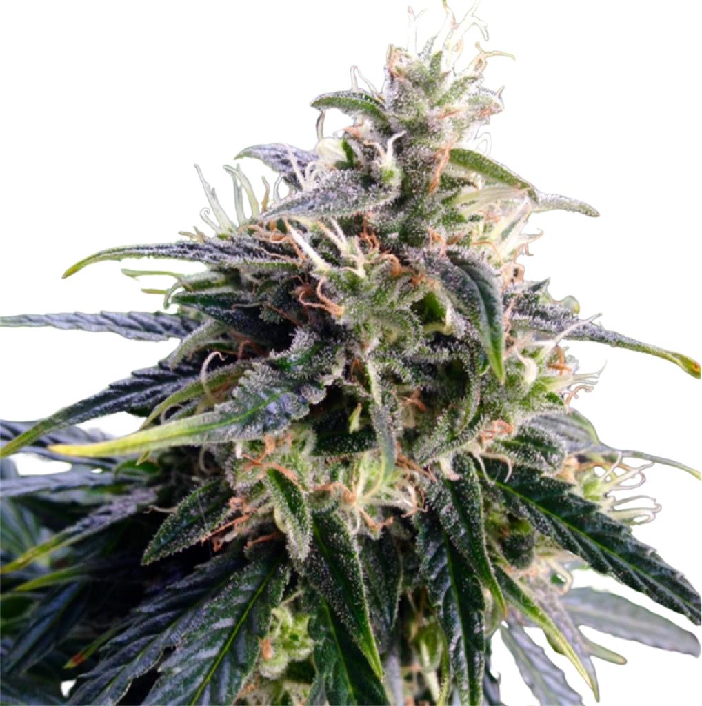 Hempodia Northern Lights - 3 Seeds