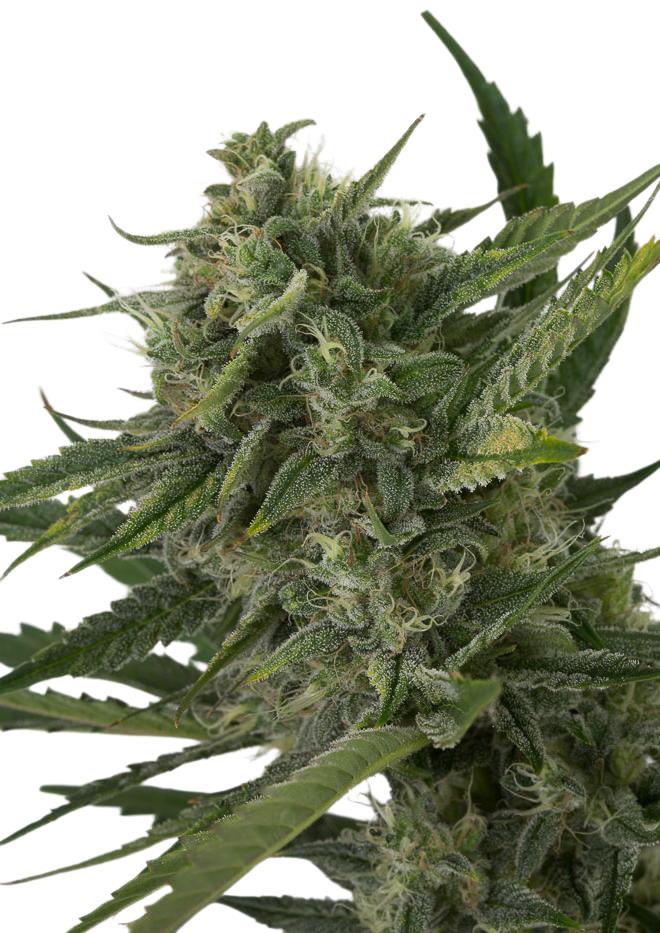 Hempodia OG Kush Autoflowering - 3 Seeds