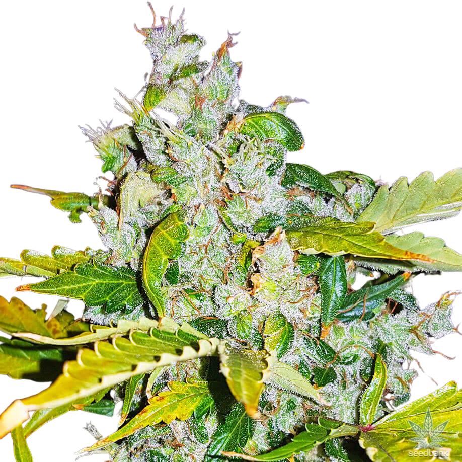 Hempodia White Widow Autoflowering - 3 Seeds