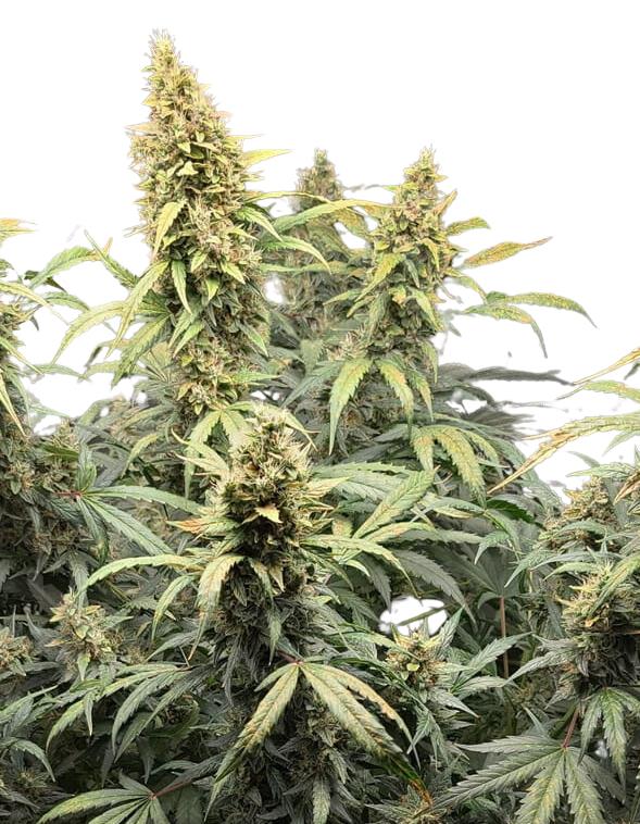 Hempodia Amnesia Haze Autoflowering - 3 Seeds