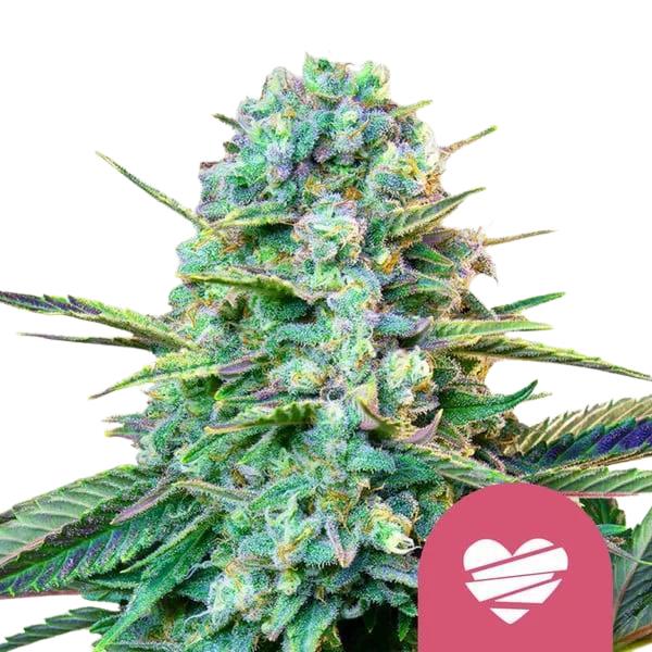 Royal Queen Seeds Samen Wedding Crasher feminisiert (3 Samen)