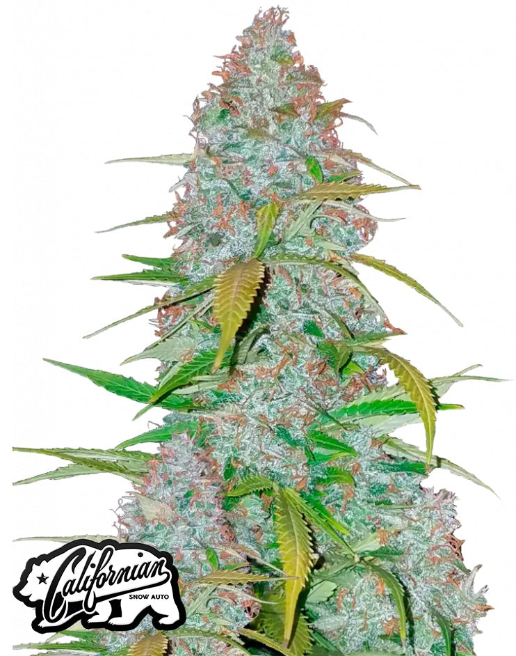 Fast Buds - Californian Snow Automatic (3seeds/pack)
