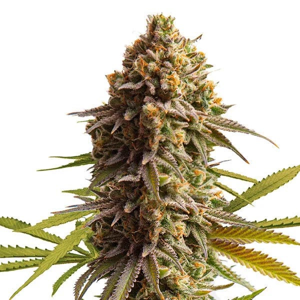 Royal Queen Seeds Samen Wedding Cake Auto (3 Samen)