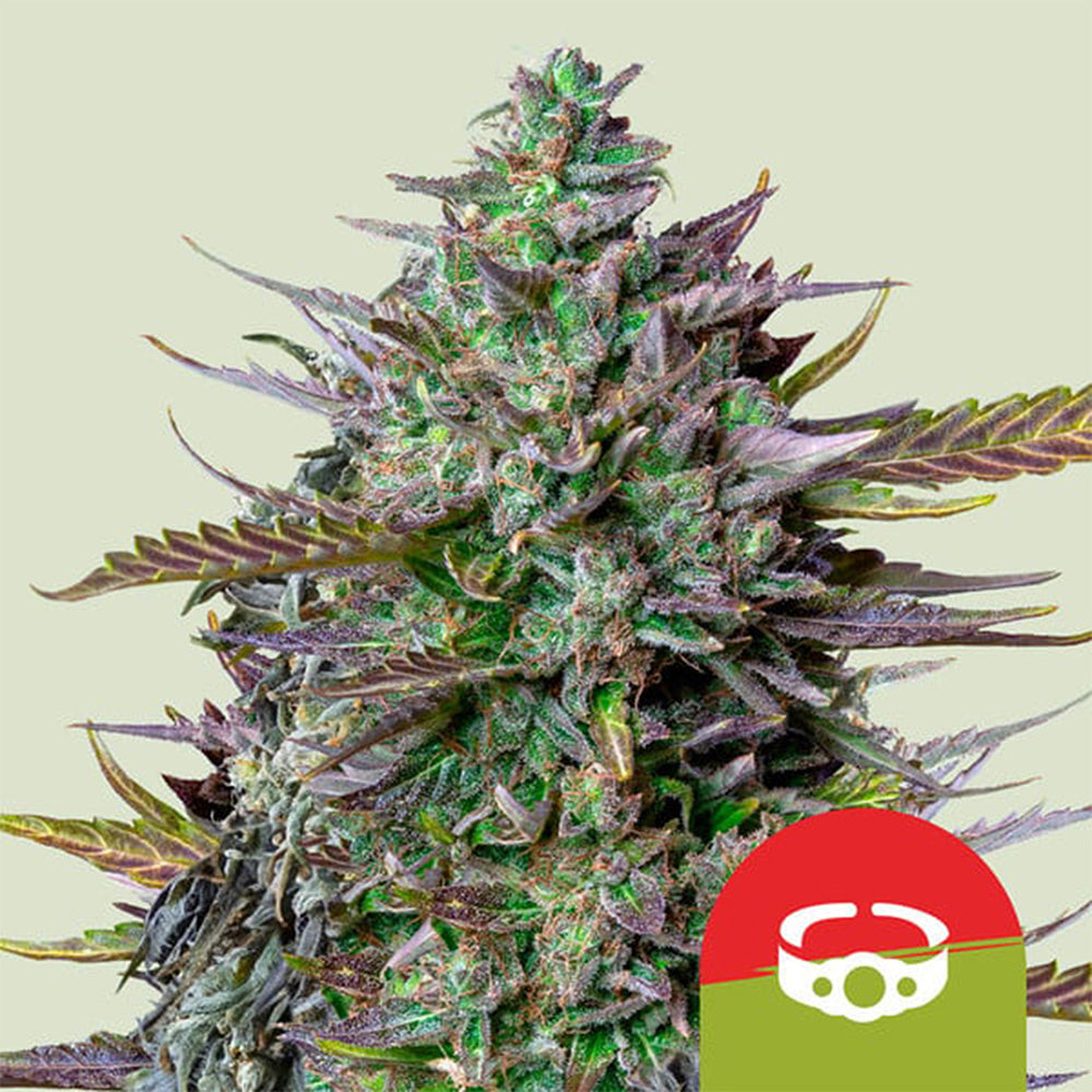 Royal Queen Seeds X Tyson Samen GOAT&