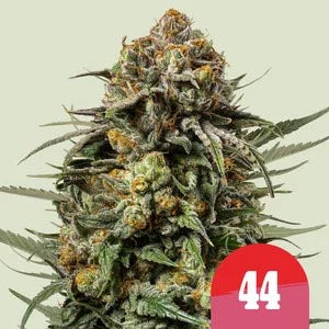 Royal Queen Seeds X Tyson Samen Punch Pie feminisiert (3 Samen)