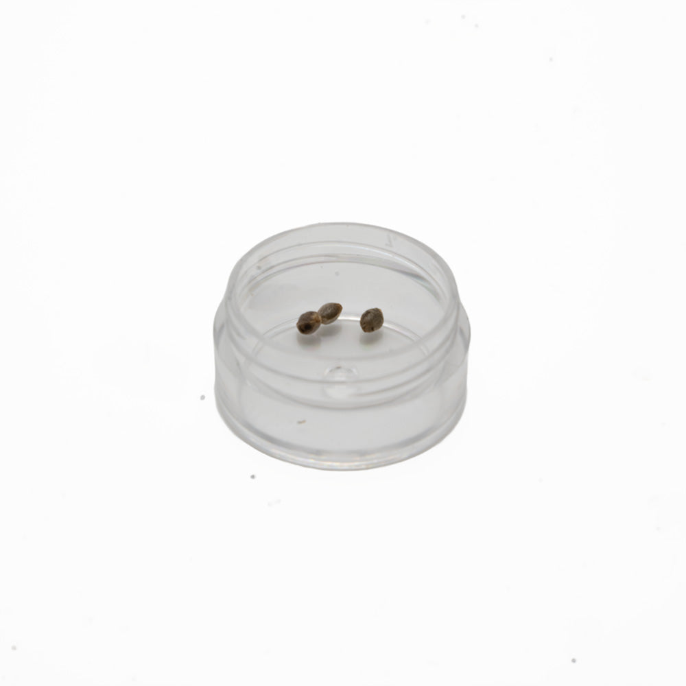 Hempodia Lowryder Autoflowering - 3 Seeds