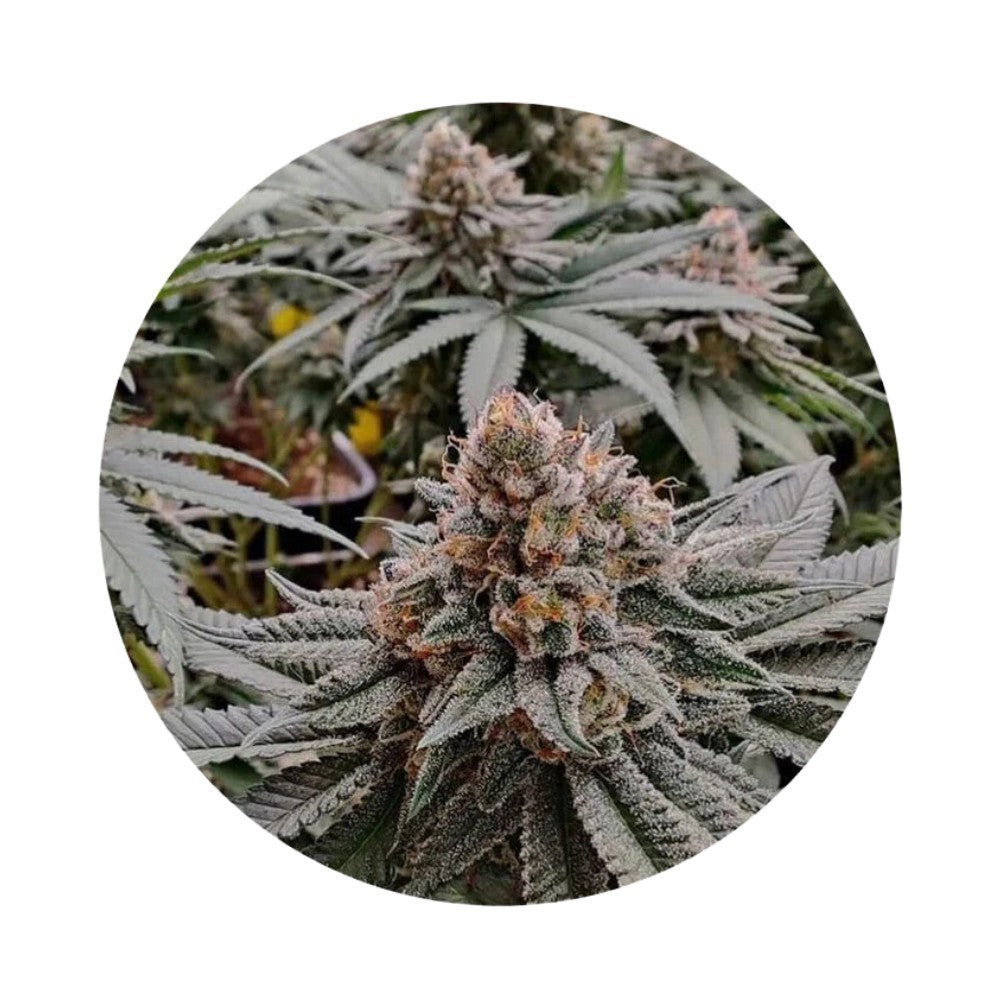 ILovePot Samen Autoflowering Strawberry Shortcake 25% THC 5 Samen + 2 Gratis