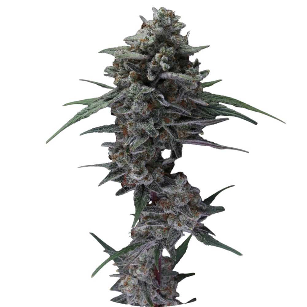 Pure Instinto Samen Autoflowering