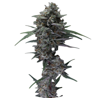 Pure Instinto Samen Autoflowering