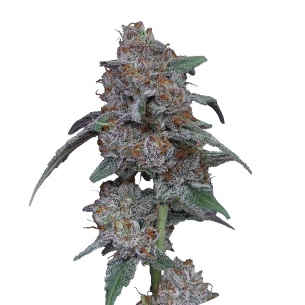 Pure Instinto Samen Autoflowering