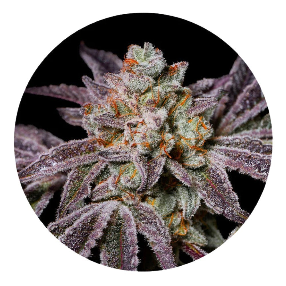 Pure Instinto  Samen feminisiert Insanity OG 30% THC 5 Samen
