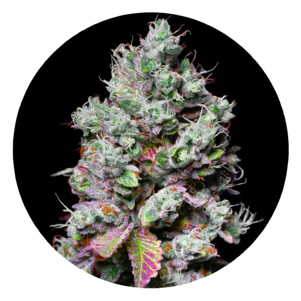 Pure Instinto Samen feminisiert Mochi 28% THC 1 Samen
