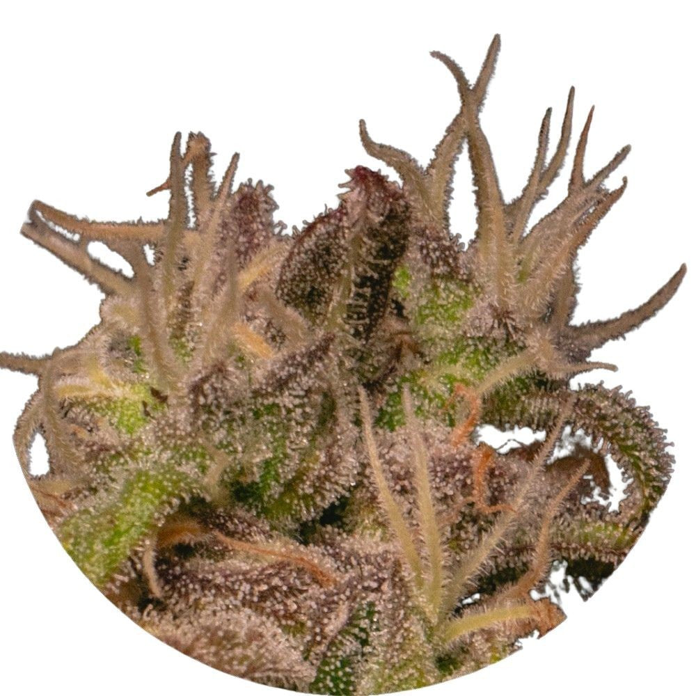 Pure Instinto Samen feminisiert Forbidden Fruit Cake 27% THC 3 Samen + 1 Gratis