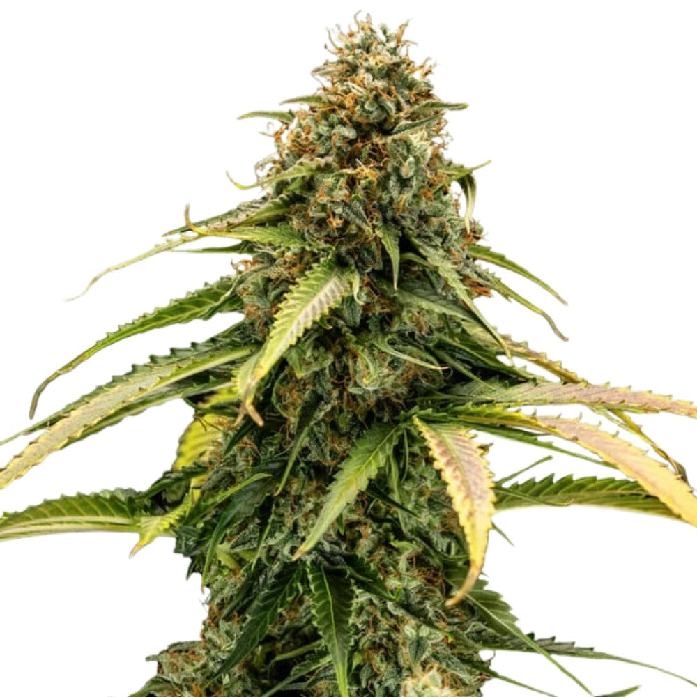 Royal Queen Seeds Epsilon F1 Auto (3 Samen)