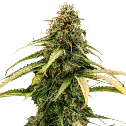 Royal Queen Seeds Epsilon F1 Auto (3 Samen)