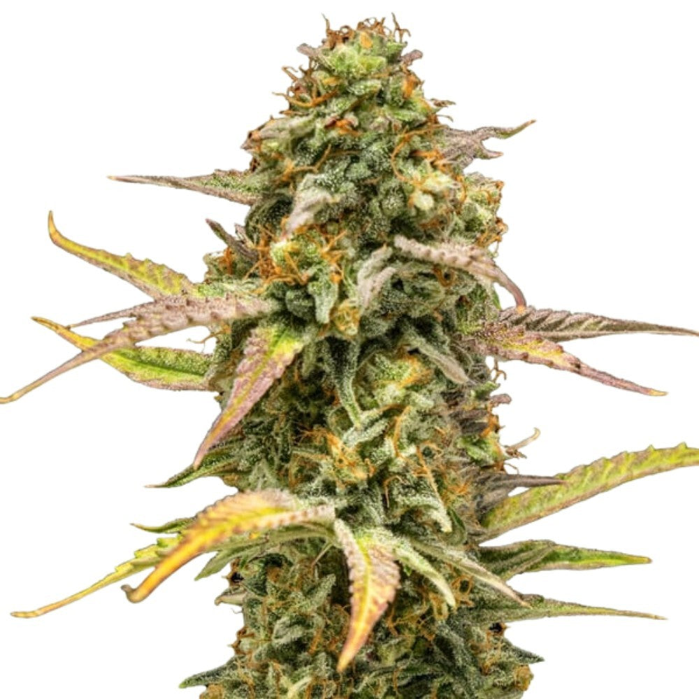 Royal Queen Seeds Hyperion F1 Auto (3 Samen)