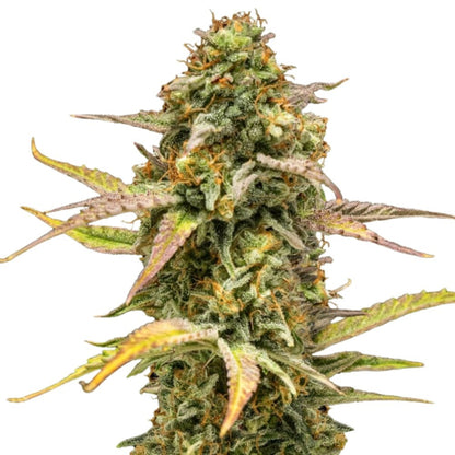 Royal Queen Seeds Hyperion F1 Auto (3 Samen)