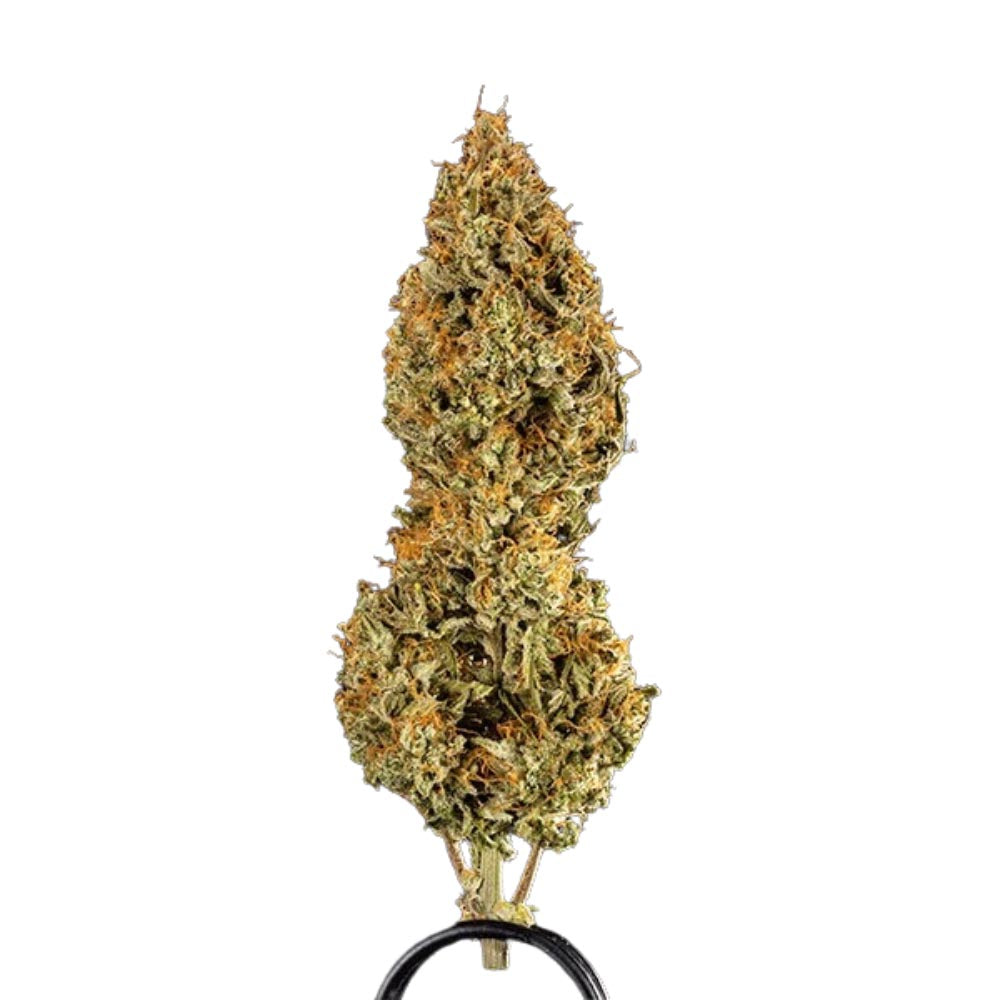 Royal Queen Seeds Medusa F1 Auto (3 Samen)