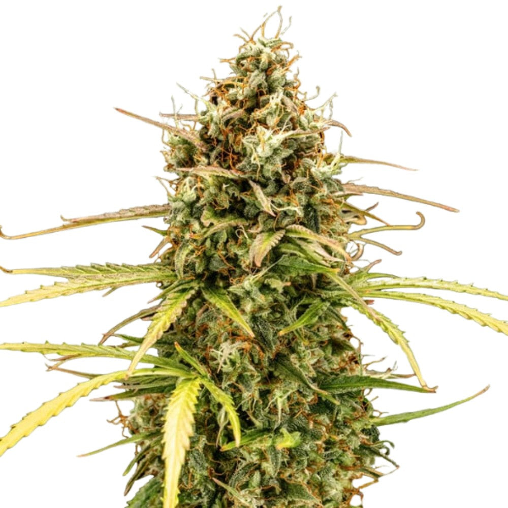 Royal Queen Seeds Milky Way F1 Auto (3 Samen)