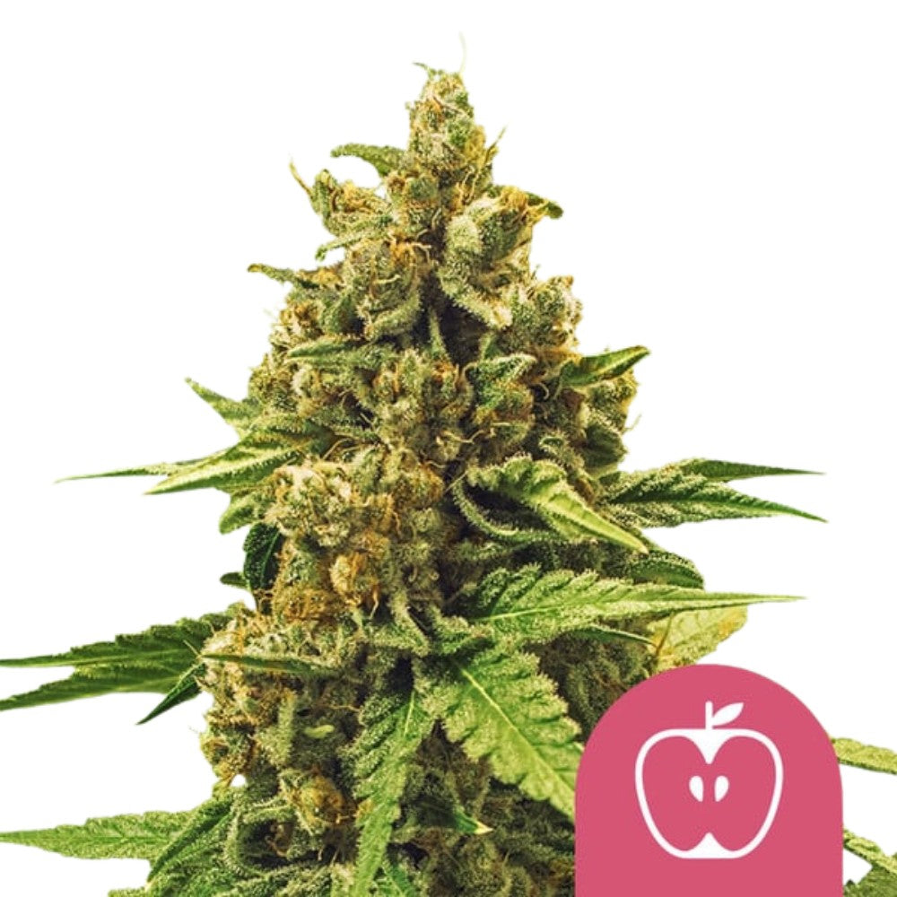 Royal Queen Seeds Samen Apple Fritter feminisiert (3 Samen)