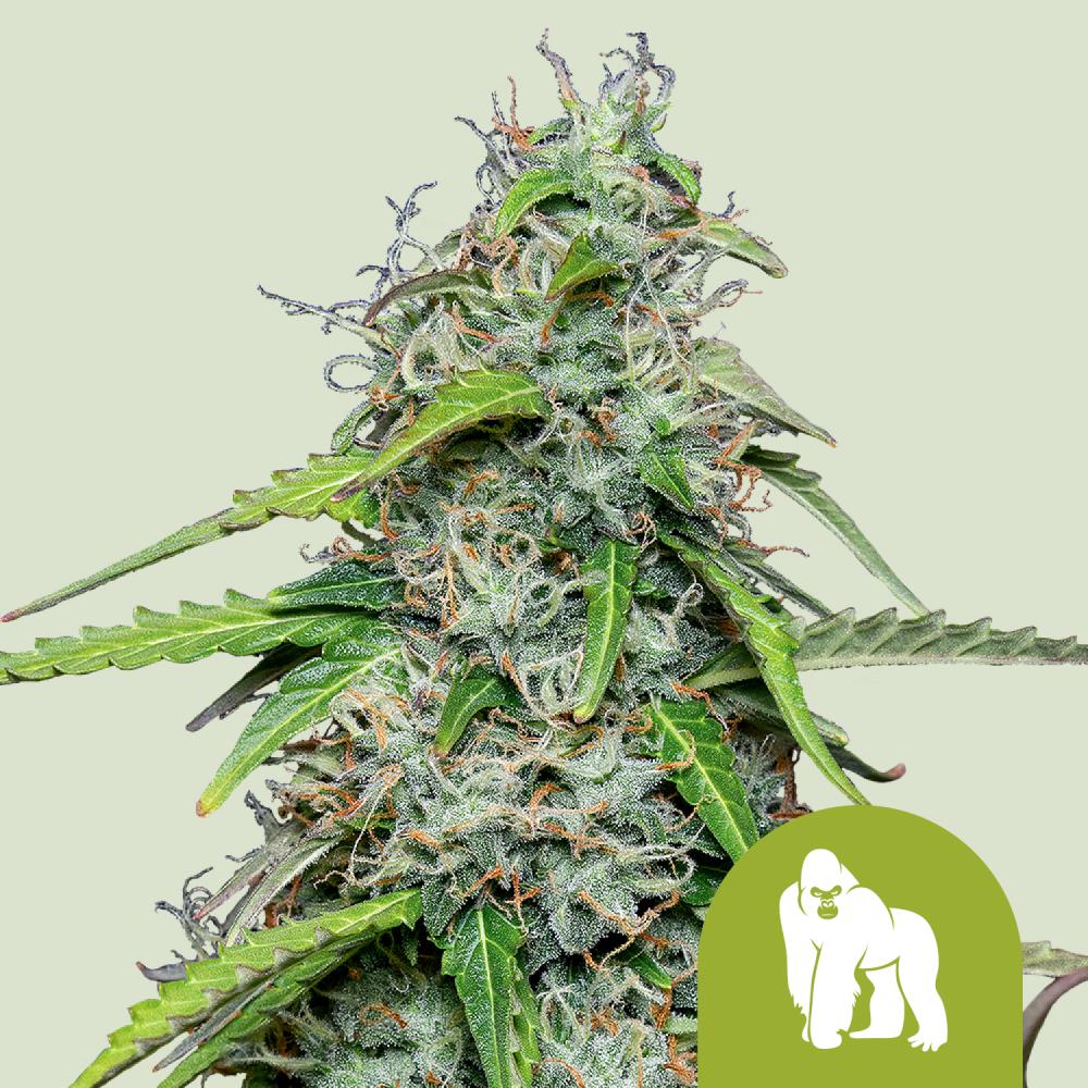 Royal Queen Seeds Samen Larry Royal Gorilla Auto (1 Samen)