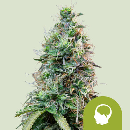 Royal Queen Seeds Samen Amnesia Haze Auto (3 Samen)