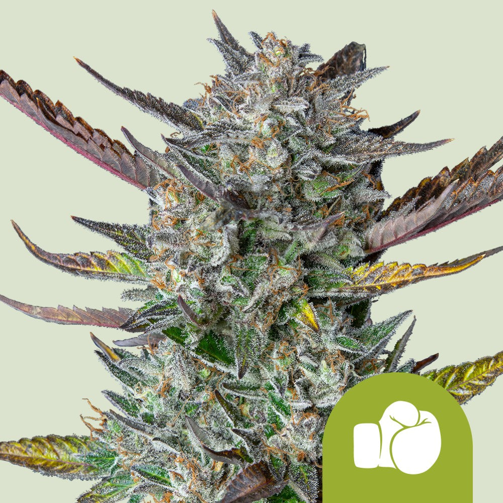 Royal Queen Seeds Samen Purple Punch Auto (3 Samen)