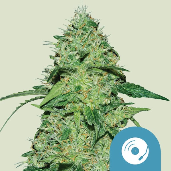 Royal Queen Seeds Samen CBD Joanne&