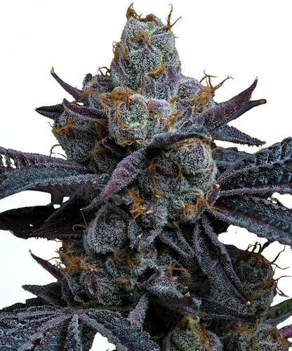 Barney&