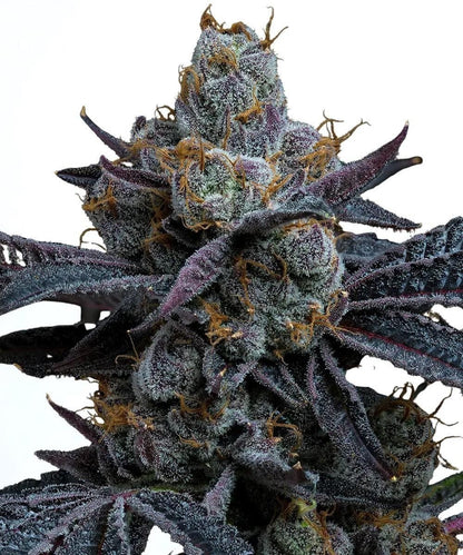 Barney&