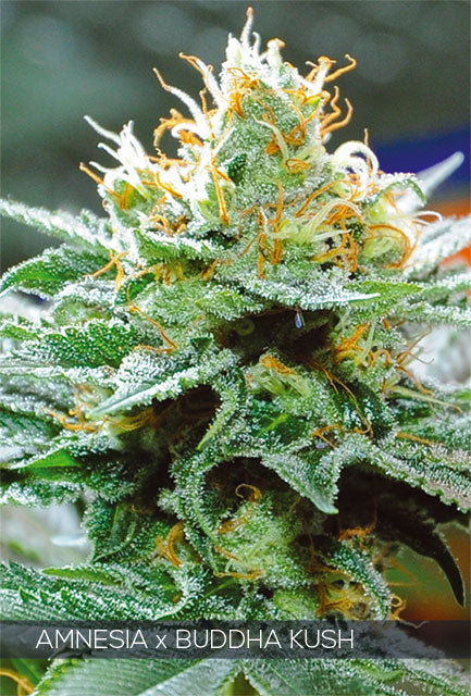 Vision Seeds - Amnesia x Buddha Kush feminisiert - 3 + 1 Samen