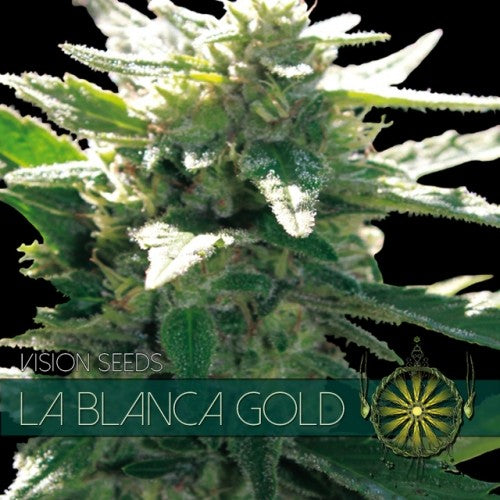 Vision Seeds - La Blanca Gold feminisiert - 3 Samen