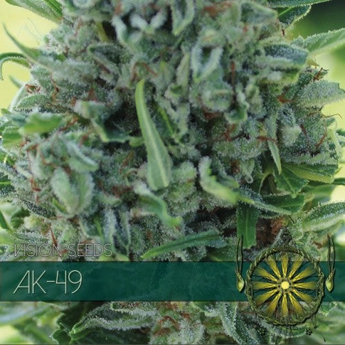 Vision Seeds - AK-49 feminisiert - 3 + 1 Samen