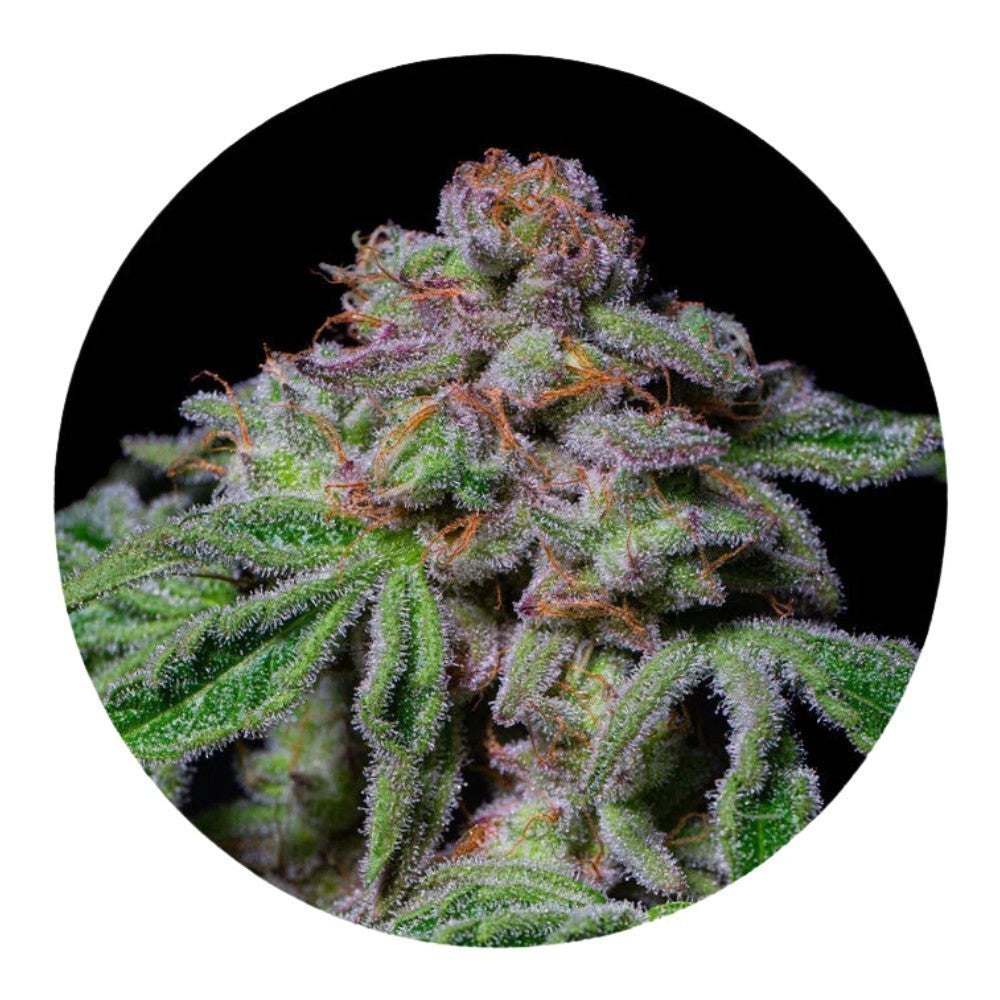 Pure Instinto Samen feminisiert Sour Aloha 28% THC 3 Samen