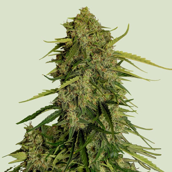 Royal Queen Seeds Samen CBD Atlas F1 Auto (1 Samen)