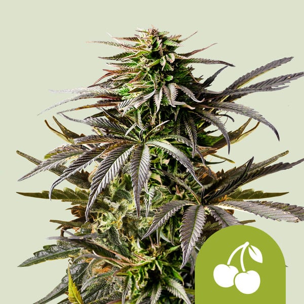 Royal Queen Seeds Samen Cherry Pie Auto (3 Samen)