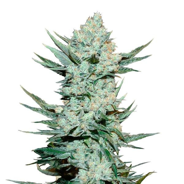 Fast Buds - Tangie&