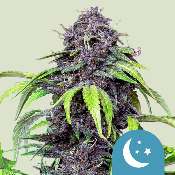 Royal Queen Seeds Samen CBD Purplematic Auto (3 Samen)