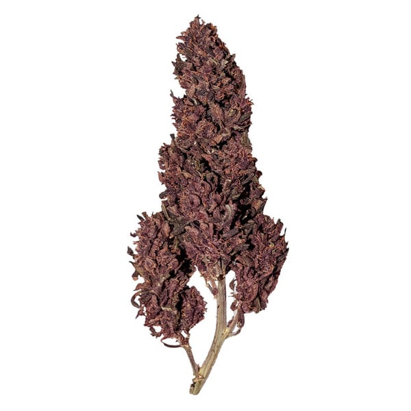 Royal Queen Seeds Samen CBD Purplematic Auto (3 Samen)