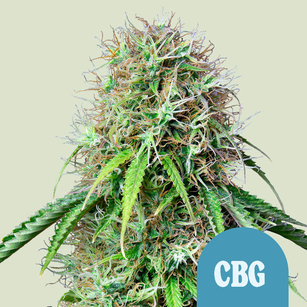 Royal Queen Seeds Samen Royal CBG Auto (3 Samen)