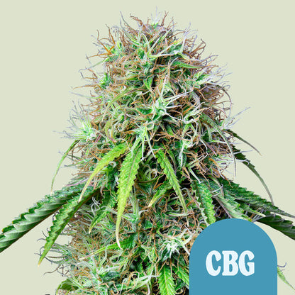Royal Queen Seeds Samen Royal CBG Auto (3 Samen)